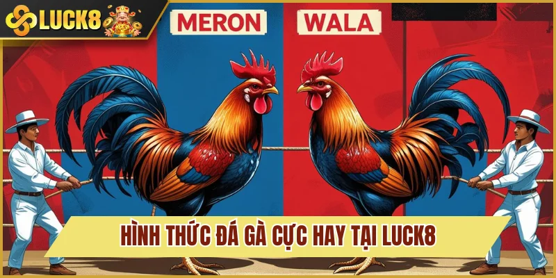 Hình thức chọi gà đẳng cấp tại nhà cái